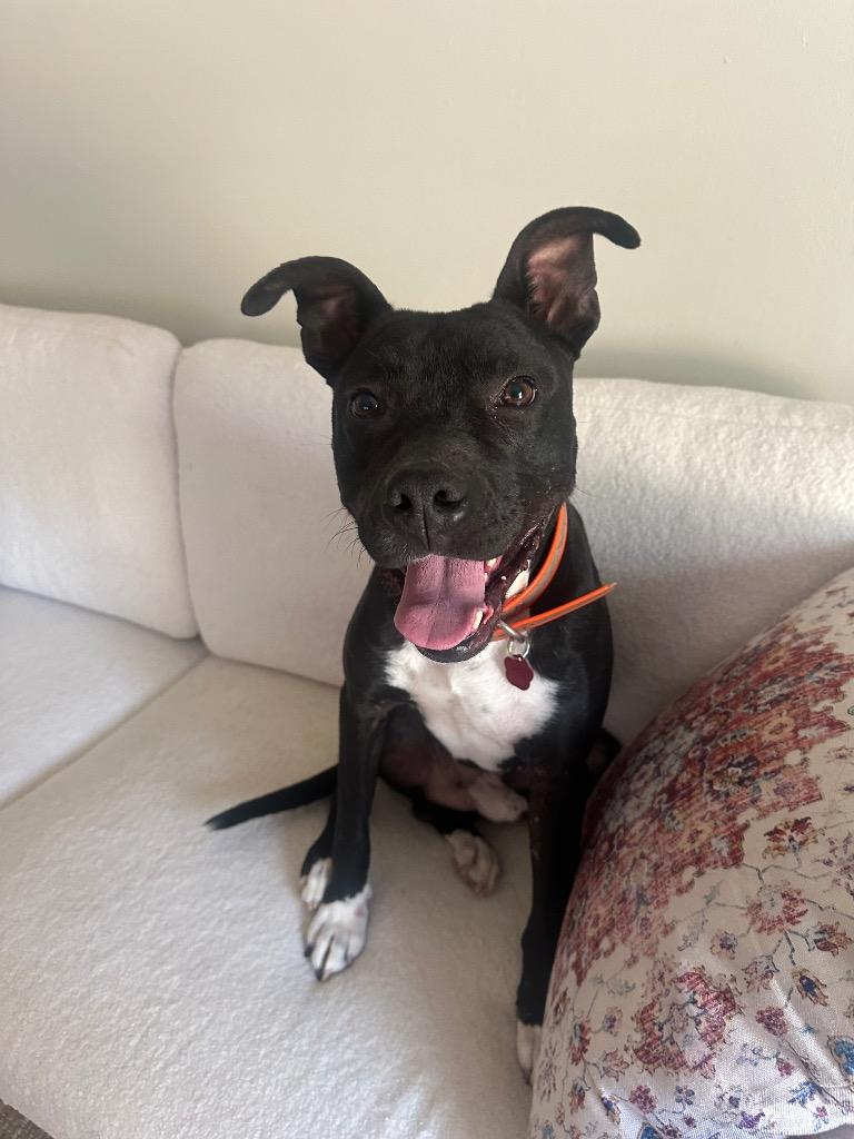 Enlarge Bingo, a Adoptable Pit Bull Terrier in Little Rock, AR image 2/5