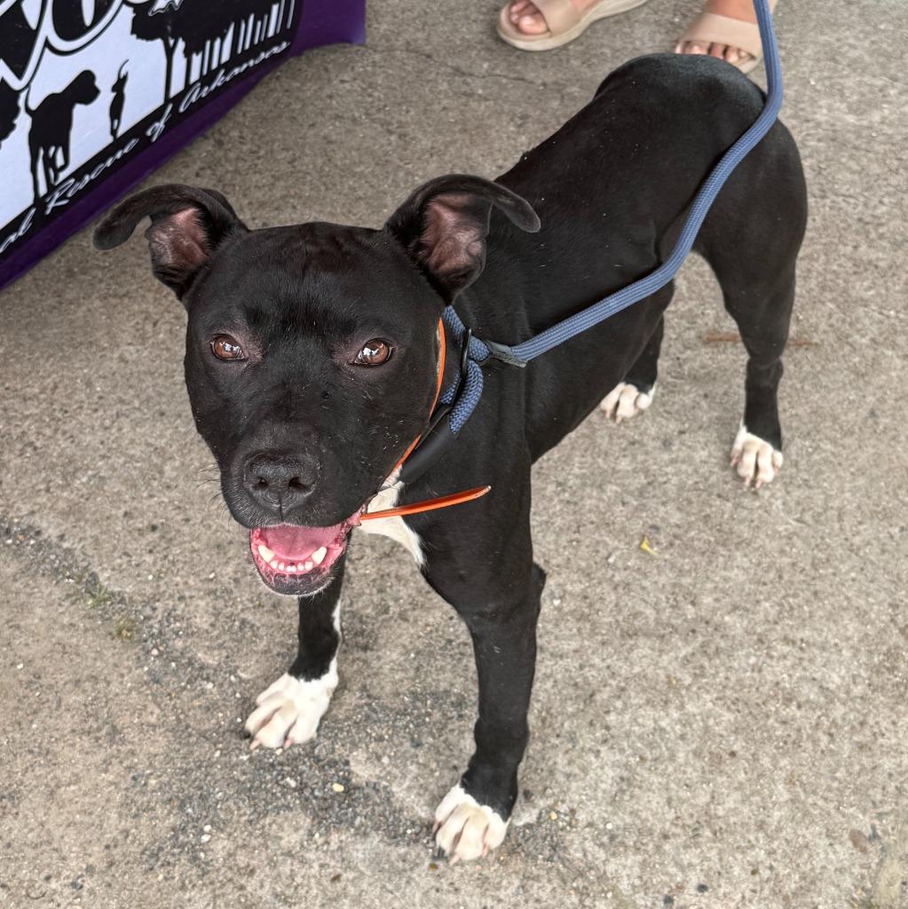 Bingo, Adoptable, Adult Male Pit Bull Terrier.