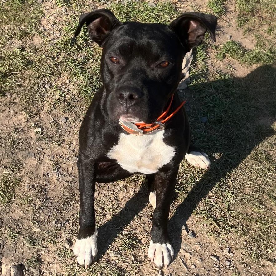 Bingo, a Adoptable Pit Bull Terrier in Little Rock, AR image 2/4