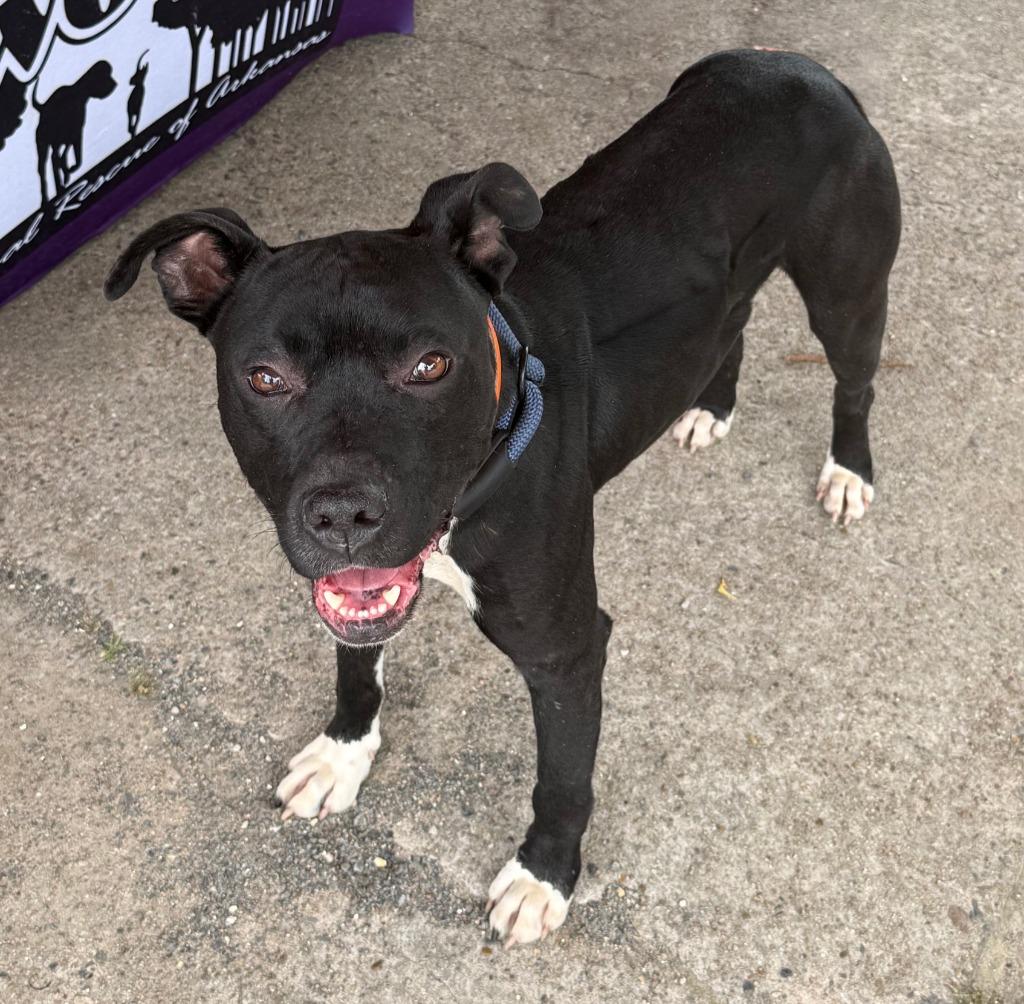 Bingo, a Adoptable Pit Bull Terrier in Little Rock, AR image 3/4