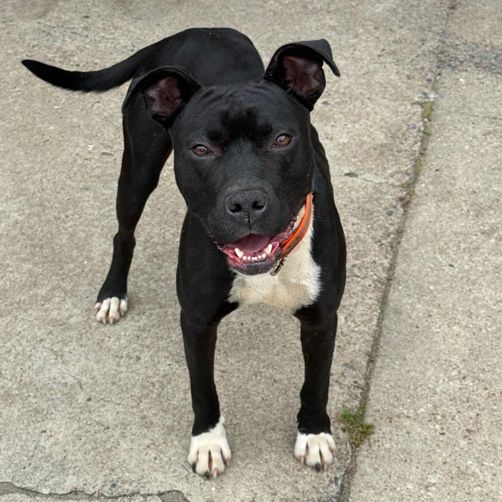 Bingo, a Adoptable Pit Bull Terrier in Little Rock, AR image 4/4
