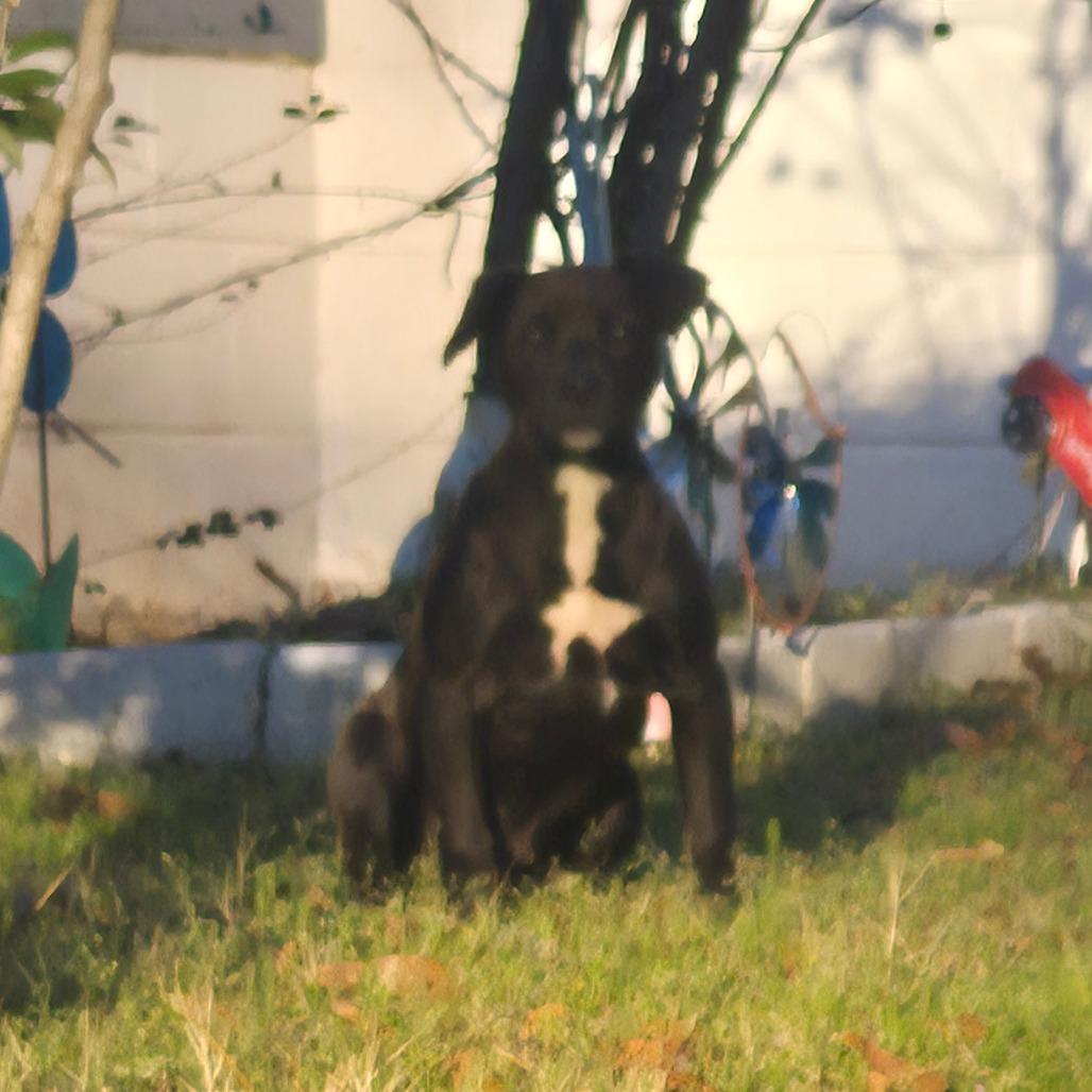 Champ, Adoptable, Puppy Male Terrier.