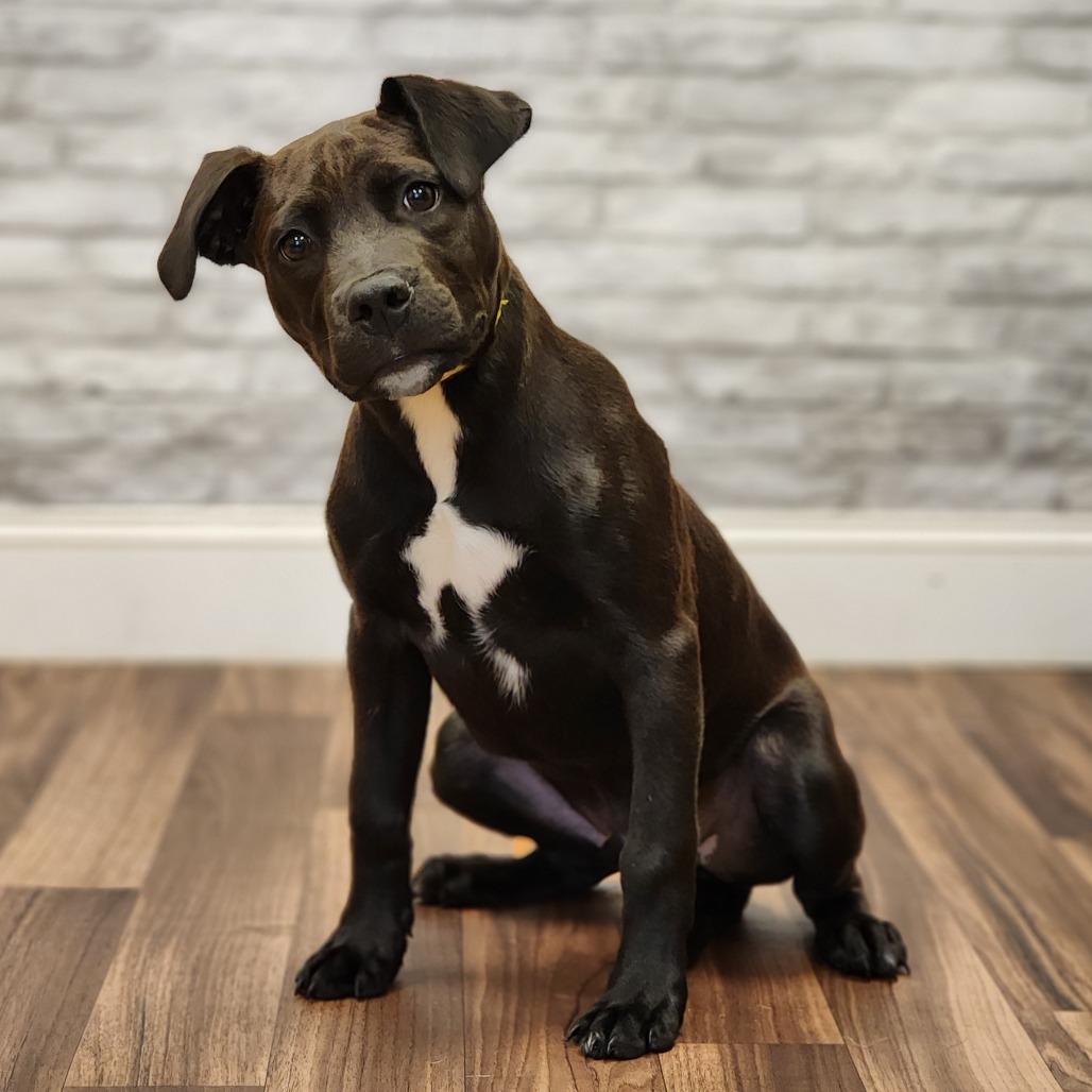 Enlarge Champ, a Adoptable mixed breed in Montgomery, AL image 2/2