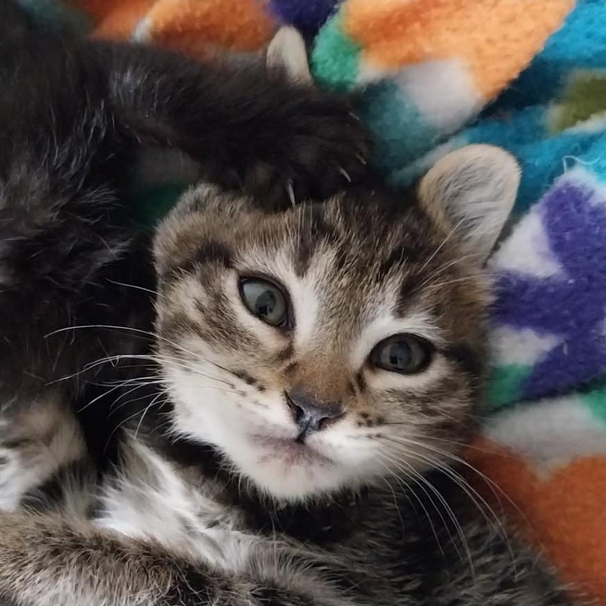 Mouse, Adoptable, Kitten Male Domestic Short Hair.