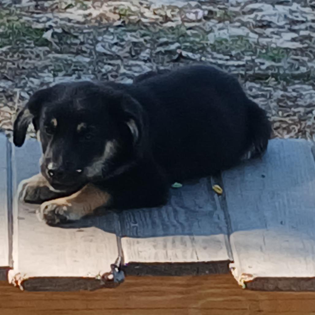 Maya, Adoptable, Puppy Female Mixed Breed.