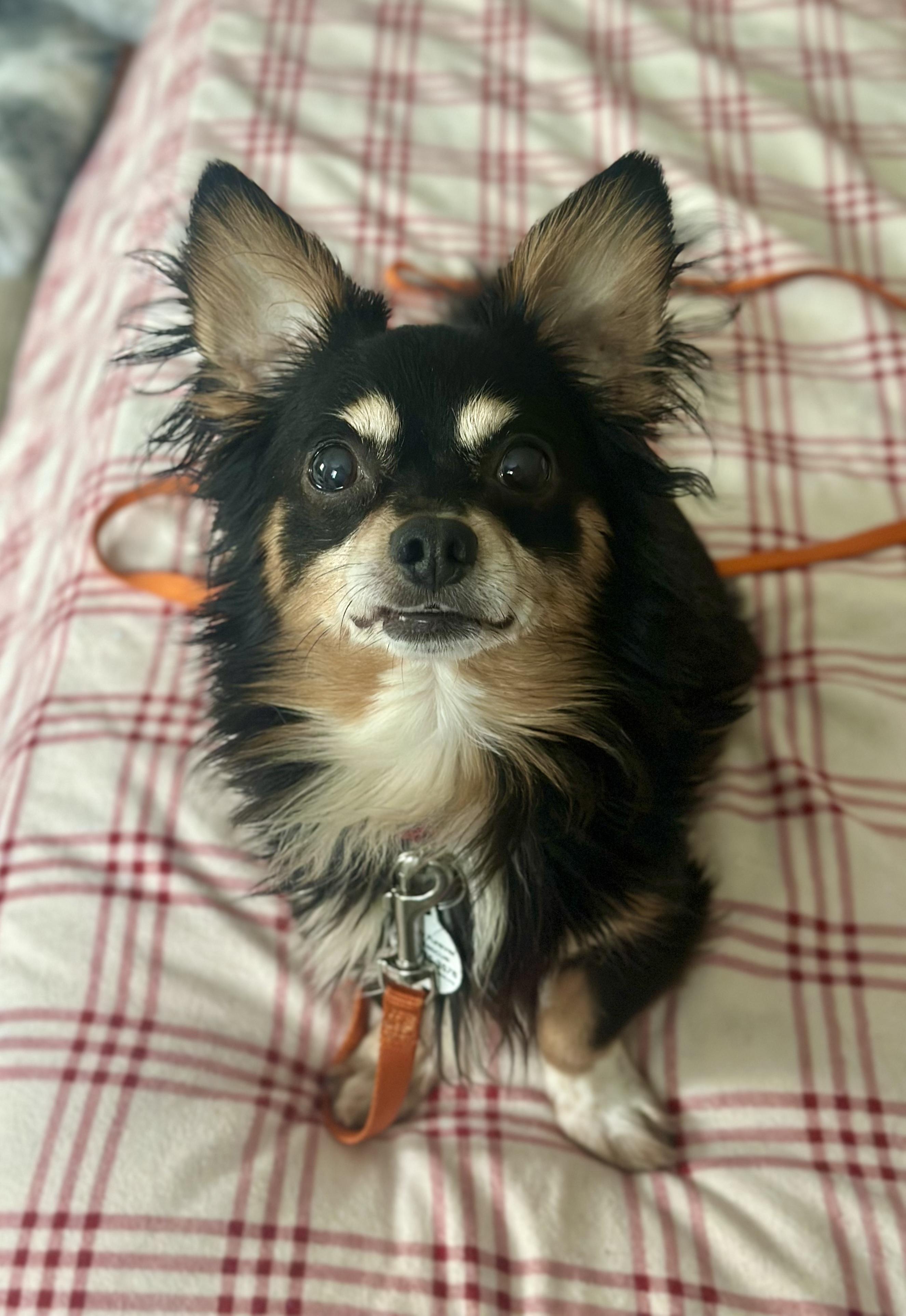 Enlarge Sparky, a Adoptable Dachshund (Miniature Long Haired) in Bethel, CT image 3/6