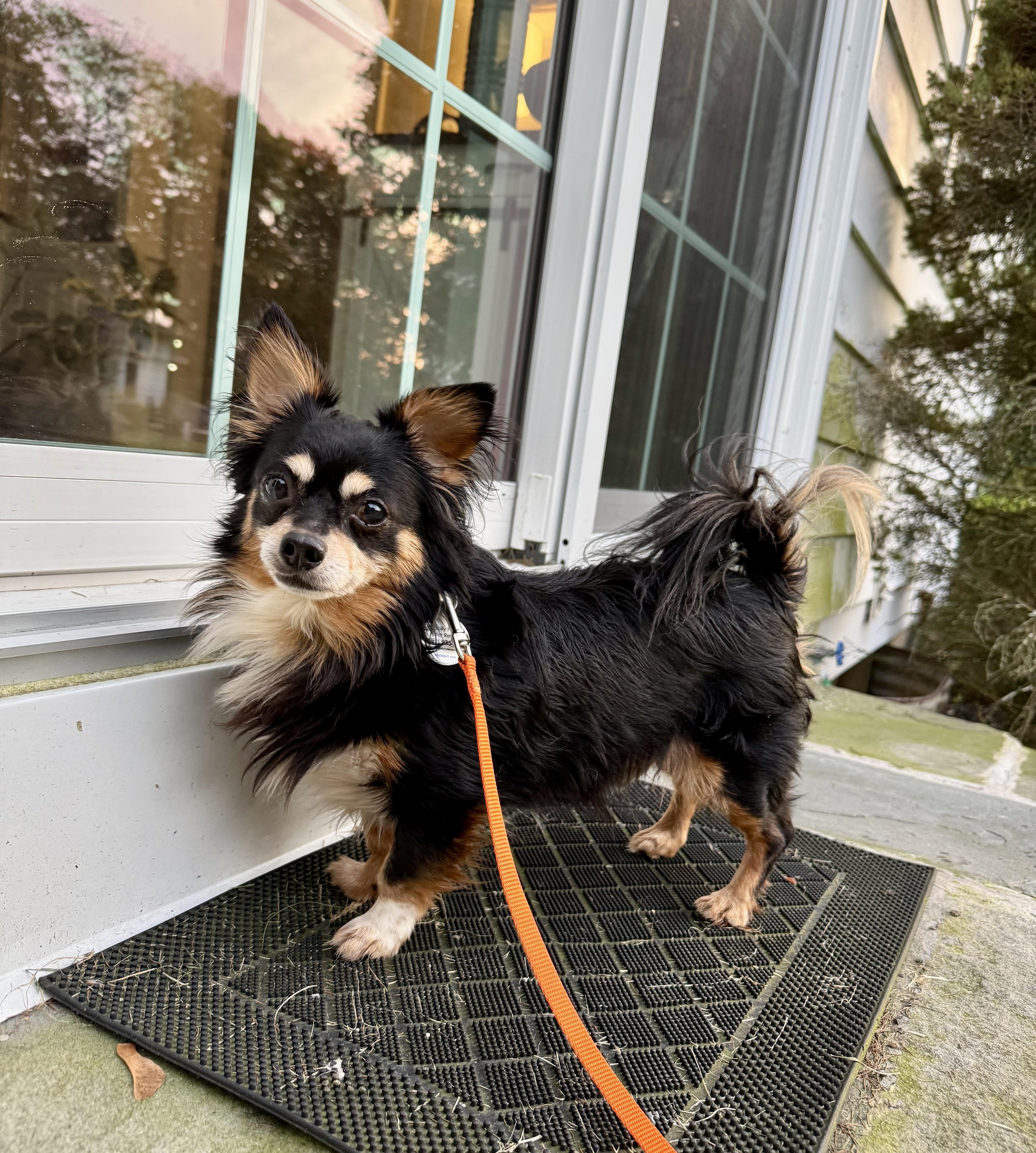 Enlarge Sparky, a Adoptable Dachshund (Miniature Long Haired) in Bethel, CT image 5/6