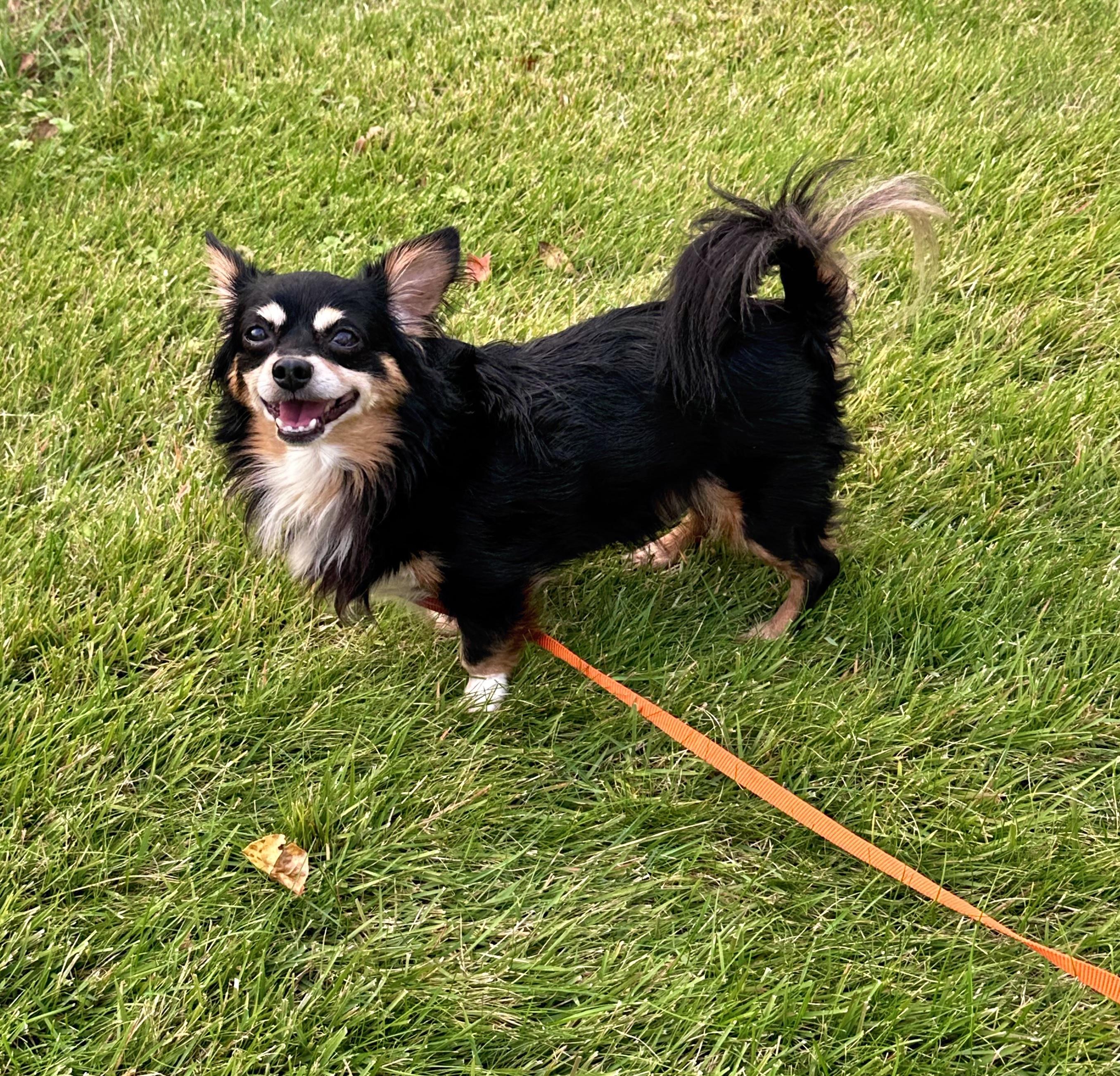 Enlarge Sparky, a Adoptable Dachshund (Miniature Long Haired) in Bethel, CT image 2/6