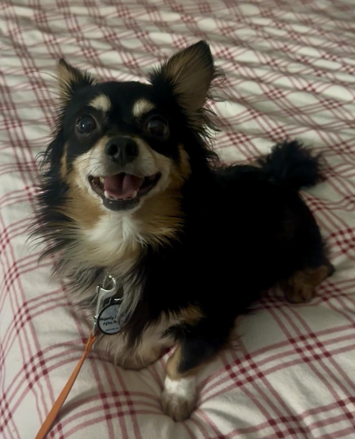 Enlarge Sparky, a Adoptable Dachshund (Miniature Long Haired) in Bethel, CT image 4/6