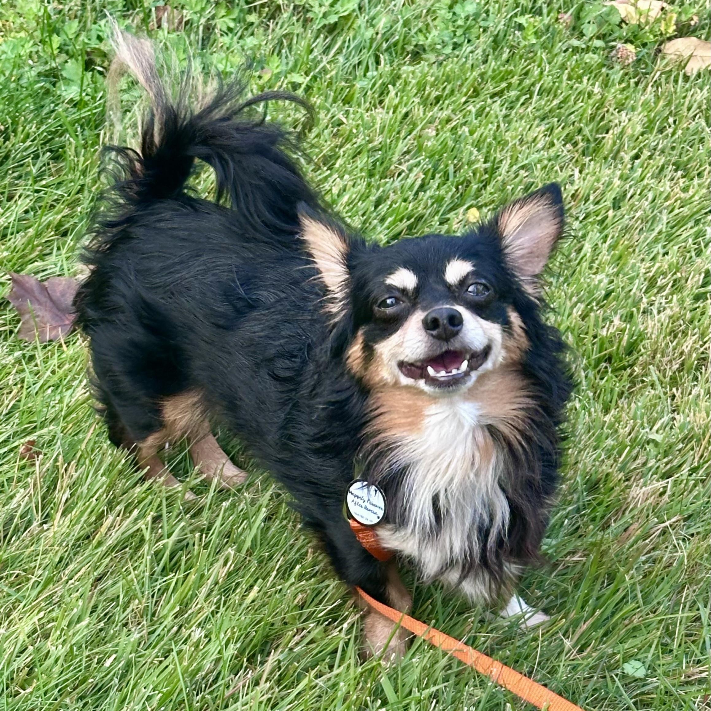 Sparky, Adoptable, Young Male Dachshund (Miniature Long Haired).
