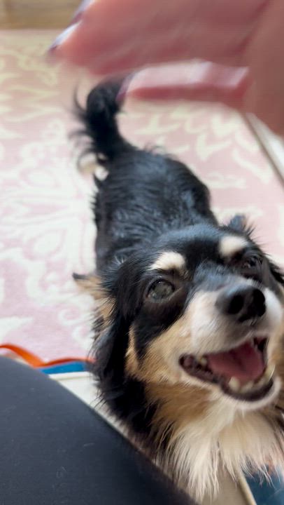 Enlarge Sparky, a Adoptable Dachshund (Miniature Long Haired) in Bethel, CT video 6/6
