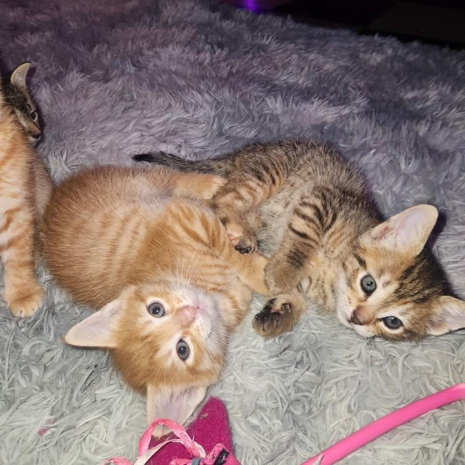 Dunkin - Home to Home, Adoptable, Kitten Female Domestic Short Hair.