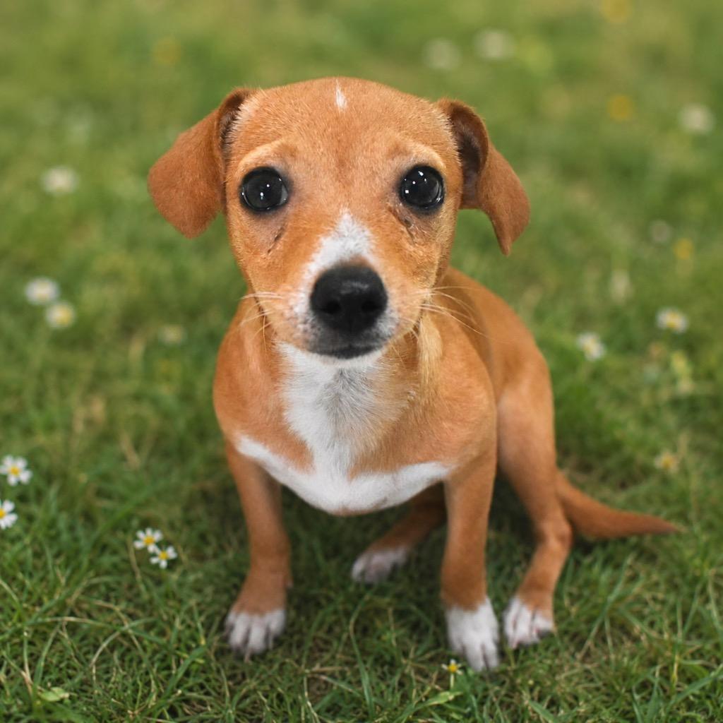 Linda, Adopted, Puppy Female Chihuahua.