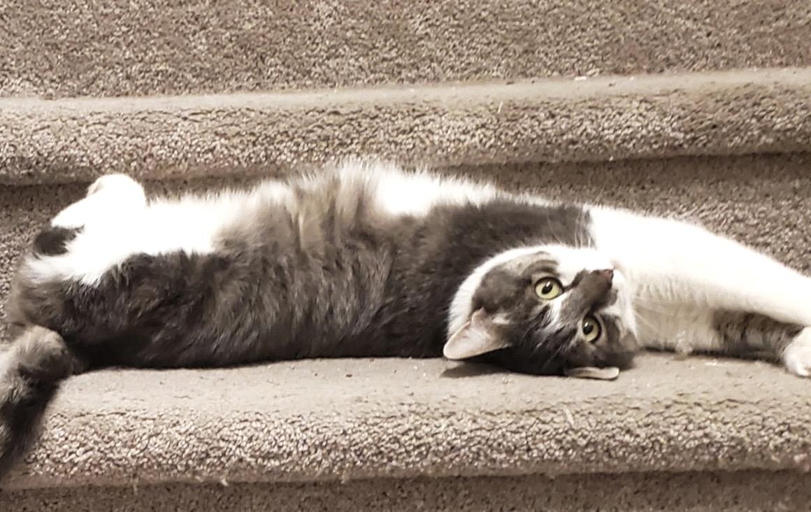 Enlarge Gemelli, a Adoptable Domestic Short Hair in Redmond, WA image 4/4