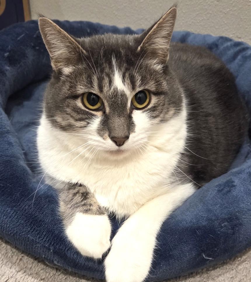 Enlarge Gemelli, a Adoptable Domestic Short Hair in Redmond, WA image 2/4