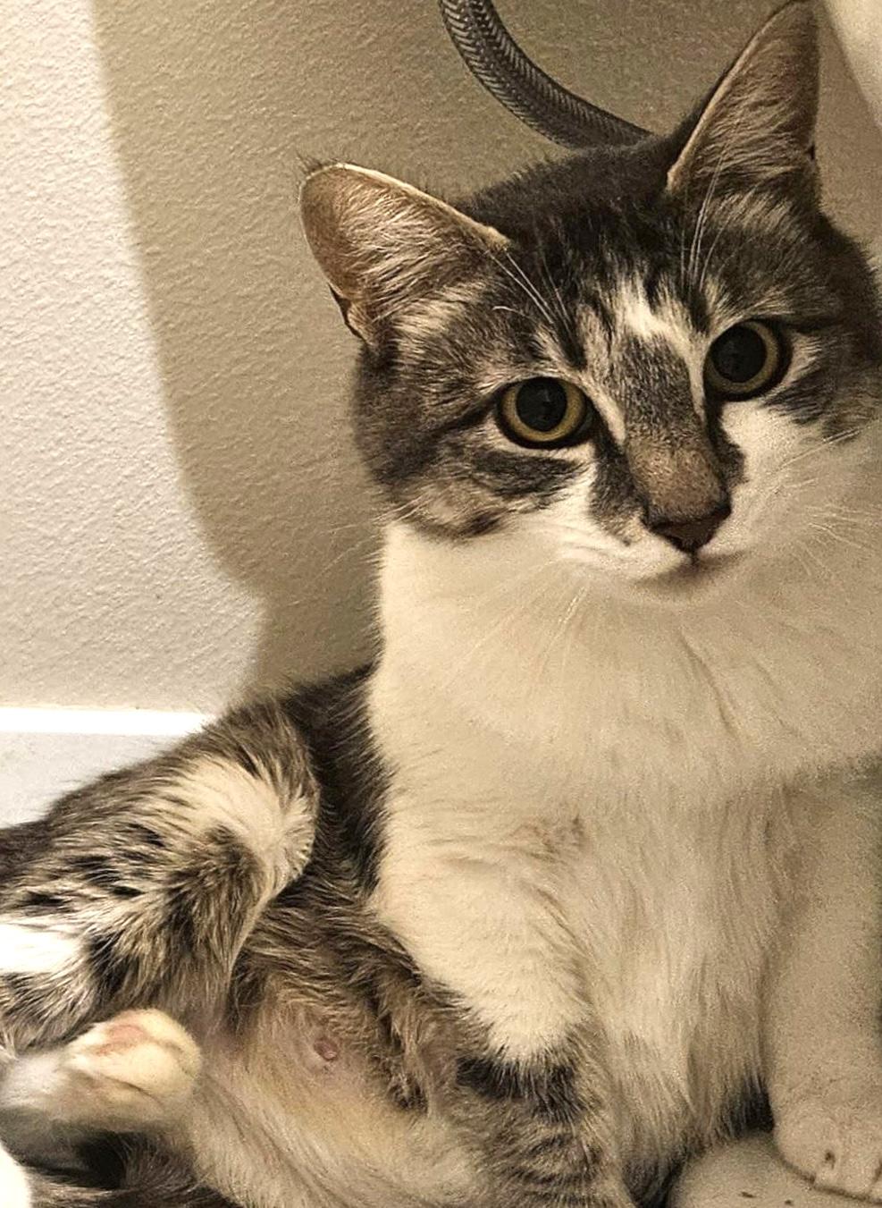 Enlarge Gemelli, a Adoptable Domestic Short Hair in Redmond, WA image 1/1