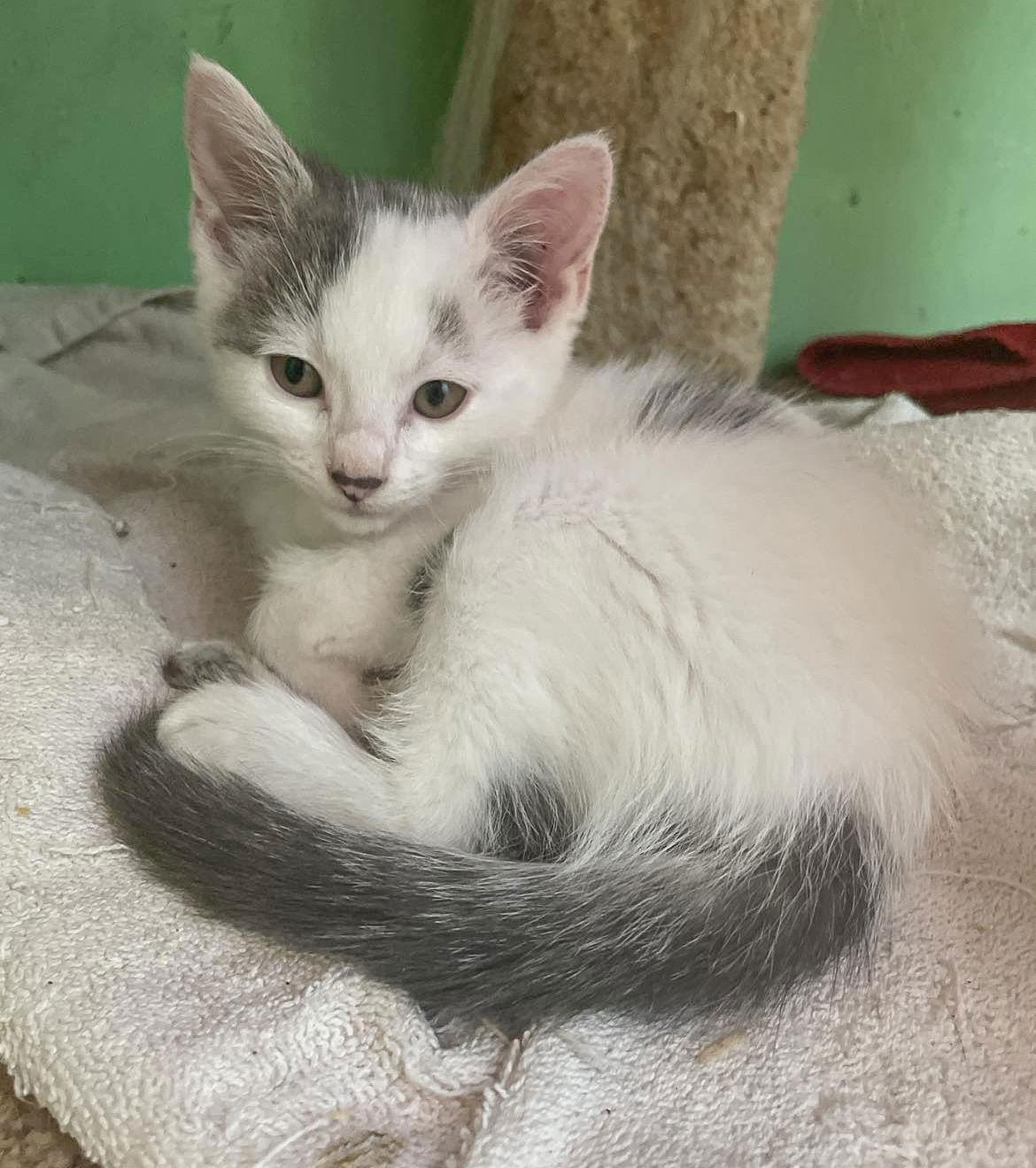 Freya, Adoptable, Young Female Domestic Short Hair.