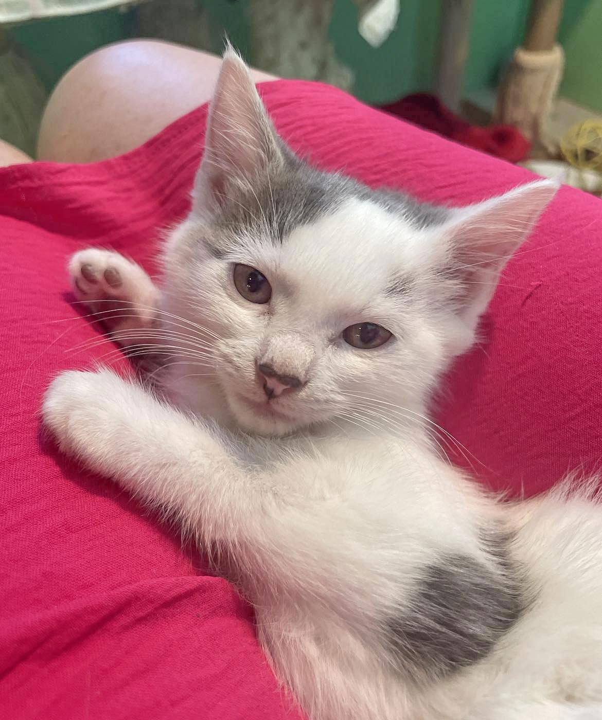 Freya, a Adoptable Domestic Short Hair in Flint Hill, VA image 2/2