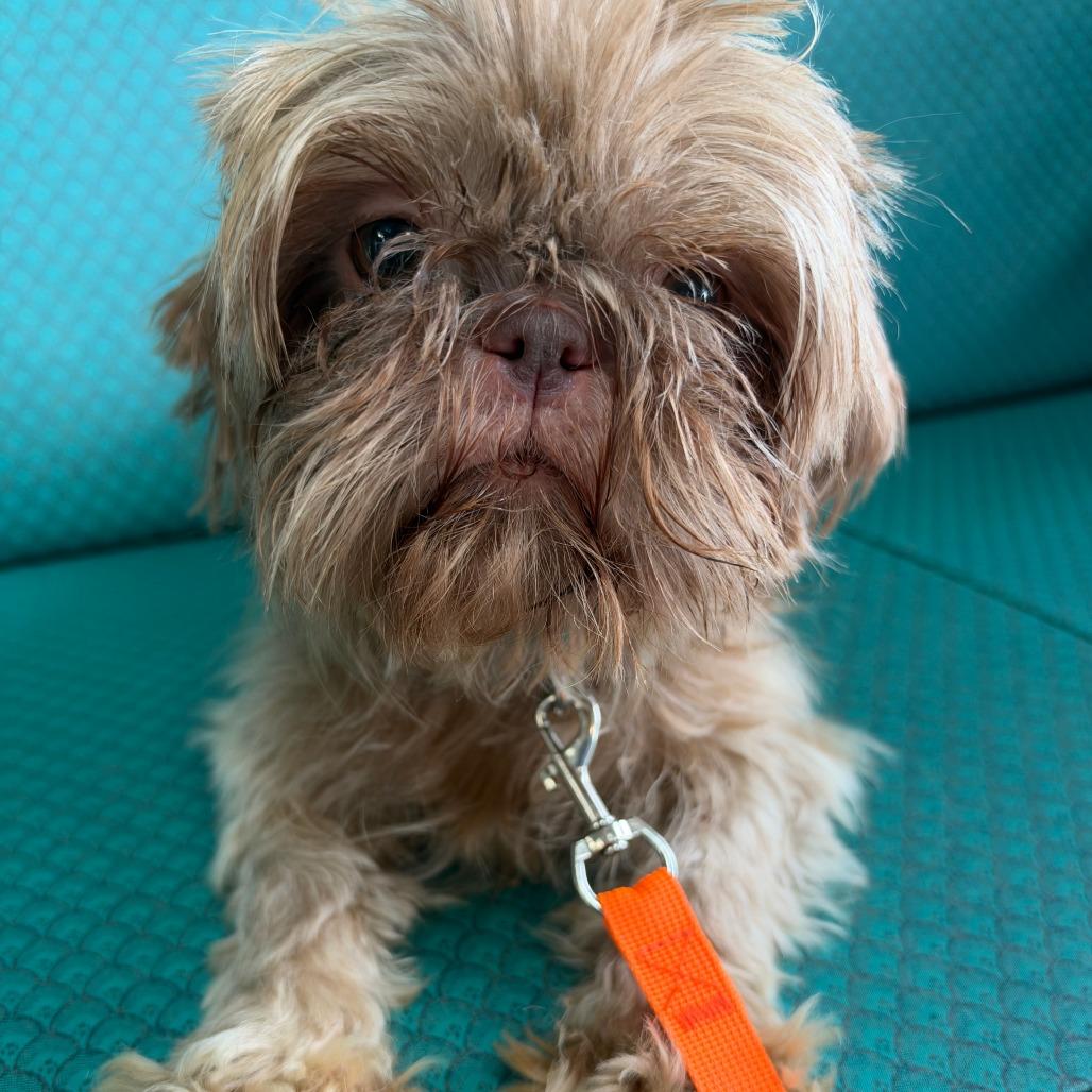 Aniston, Adoptable, Adult Female Shih Tzu.