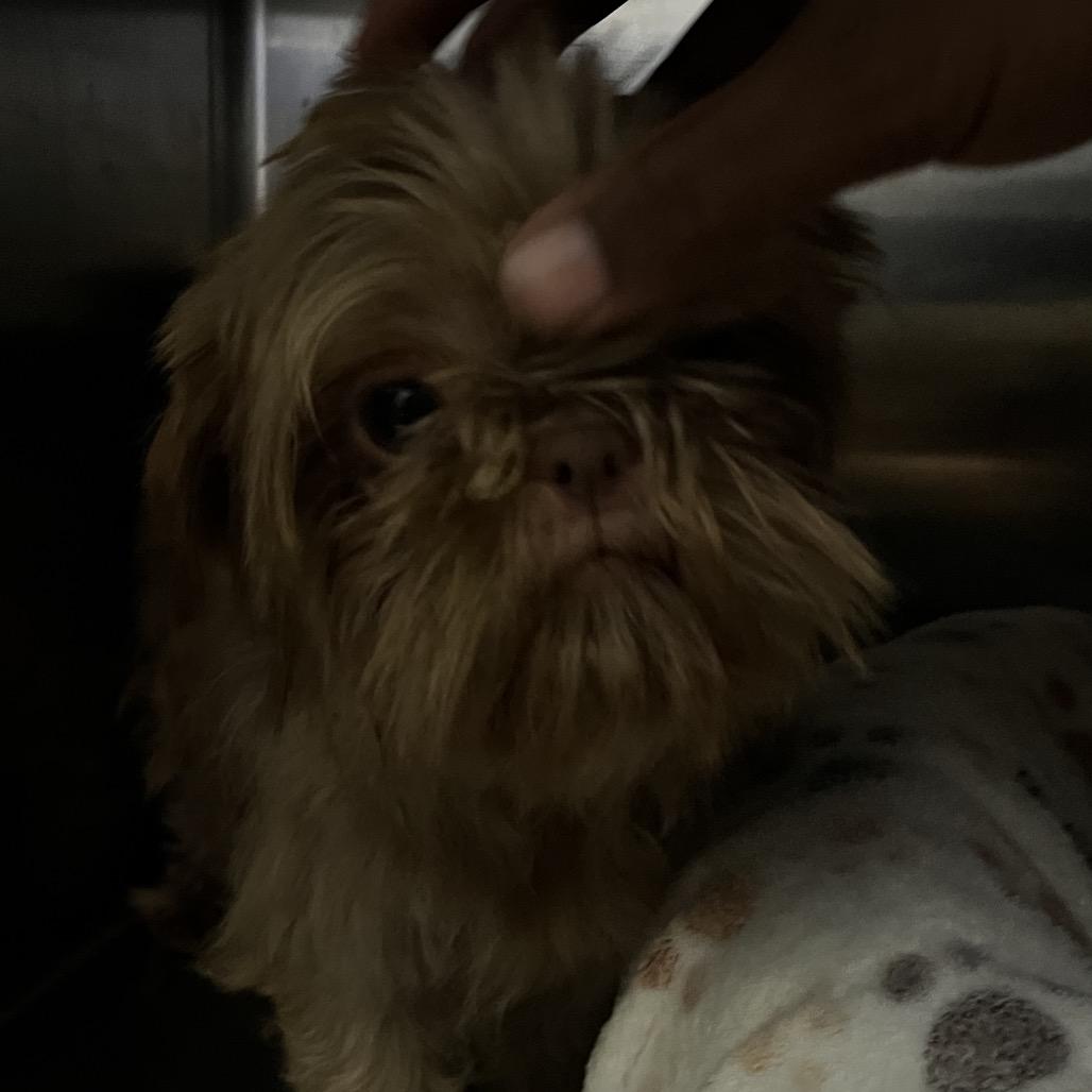 Enlarge Aniston, a Adoptable Shih Tzu in Shawnee, KS image 2/2