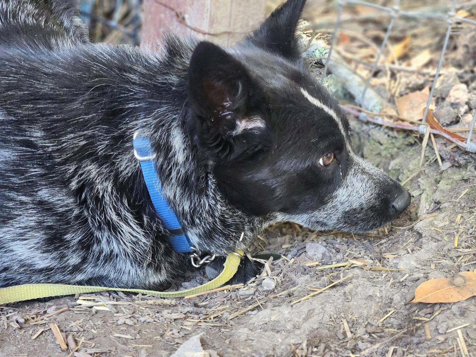 Garbo, Adoptable, Young Female Australian Cattle Dog / Blue Heeler.