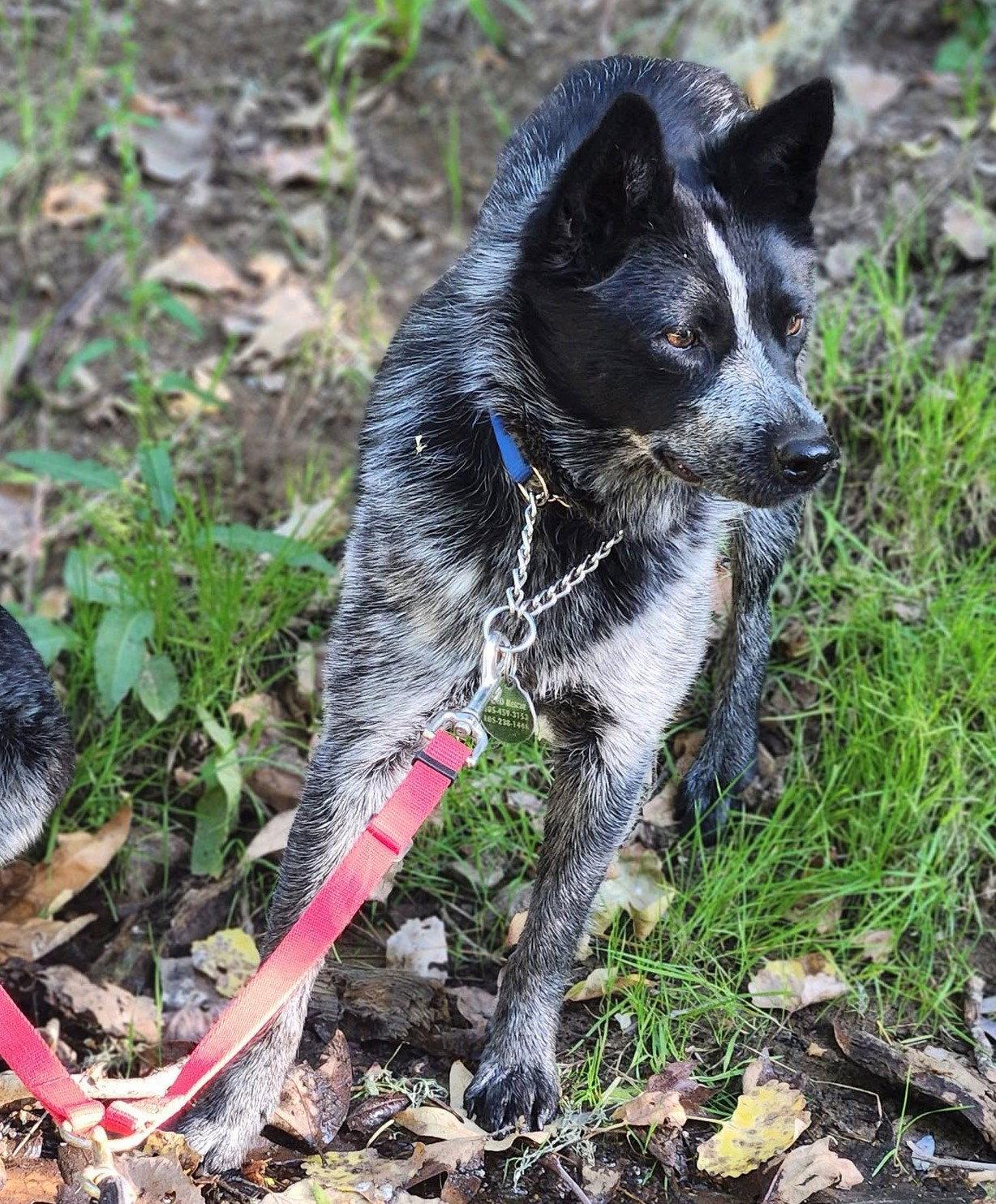 Garbo, Adoptable, Young Female Australian Cattle Dog / Blue Heeler.