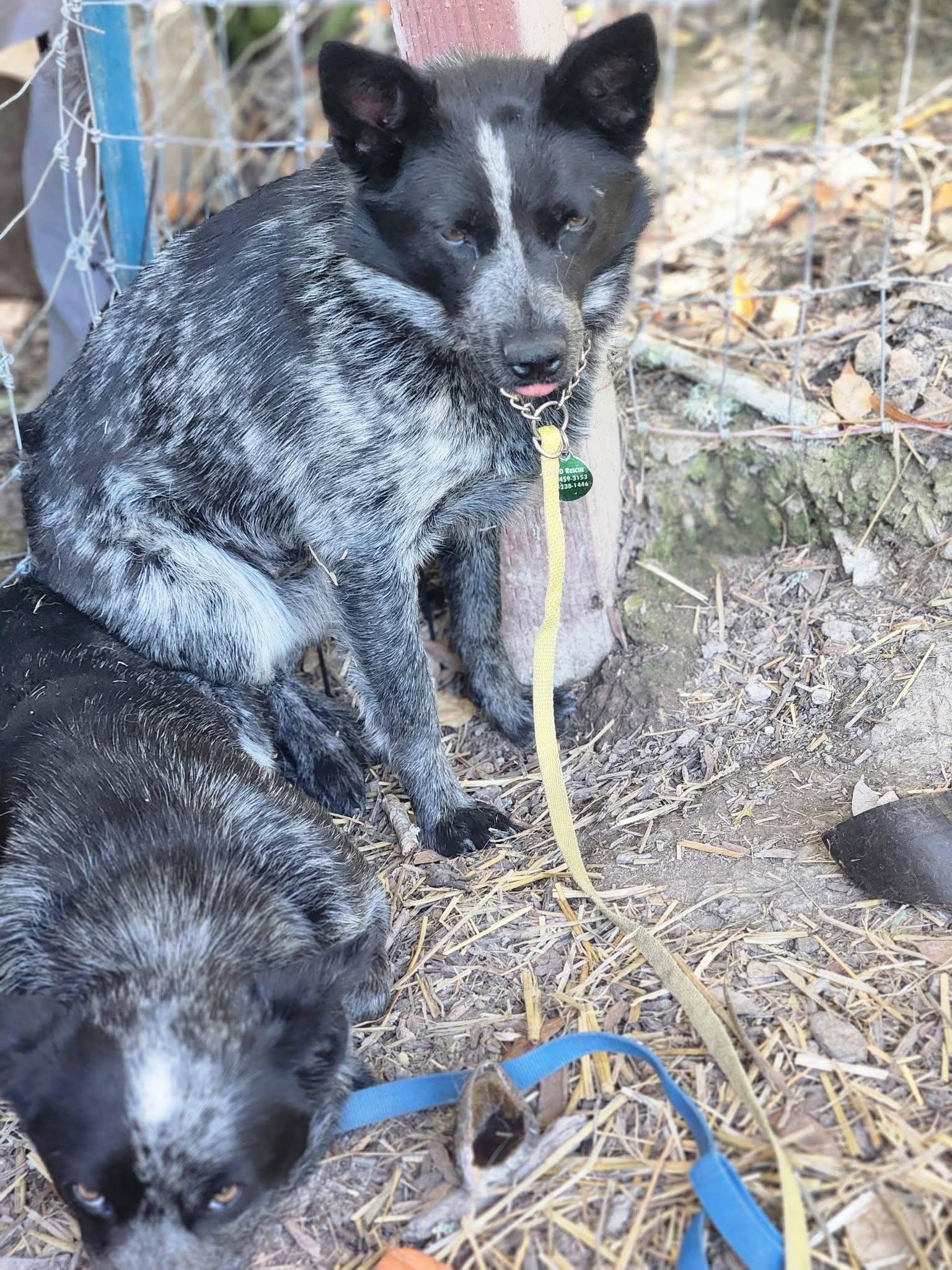 Garbo, a Adoptable Australian Cattle Dog / Blue Heeler in Paso Robles, CA image 2/3