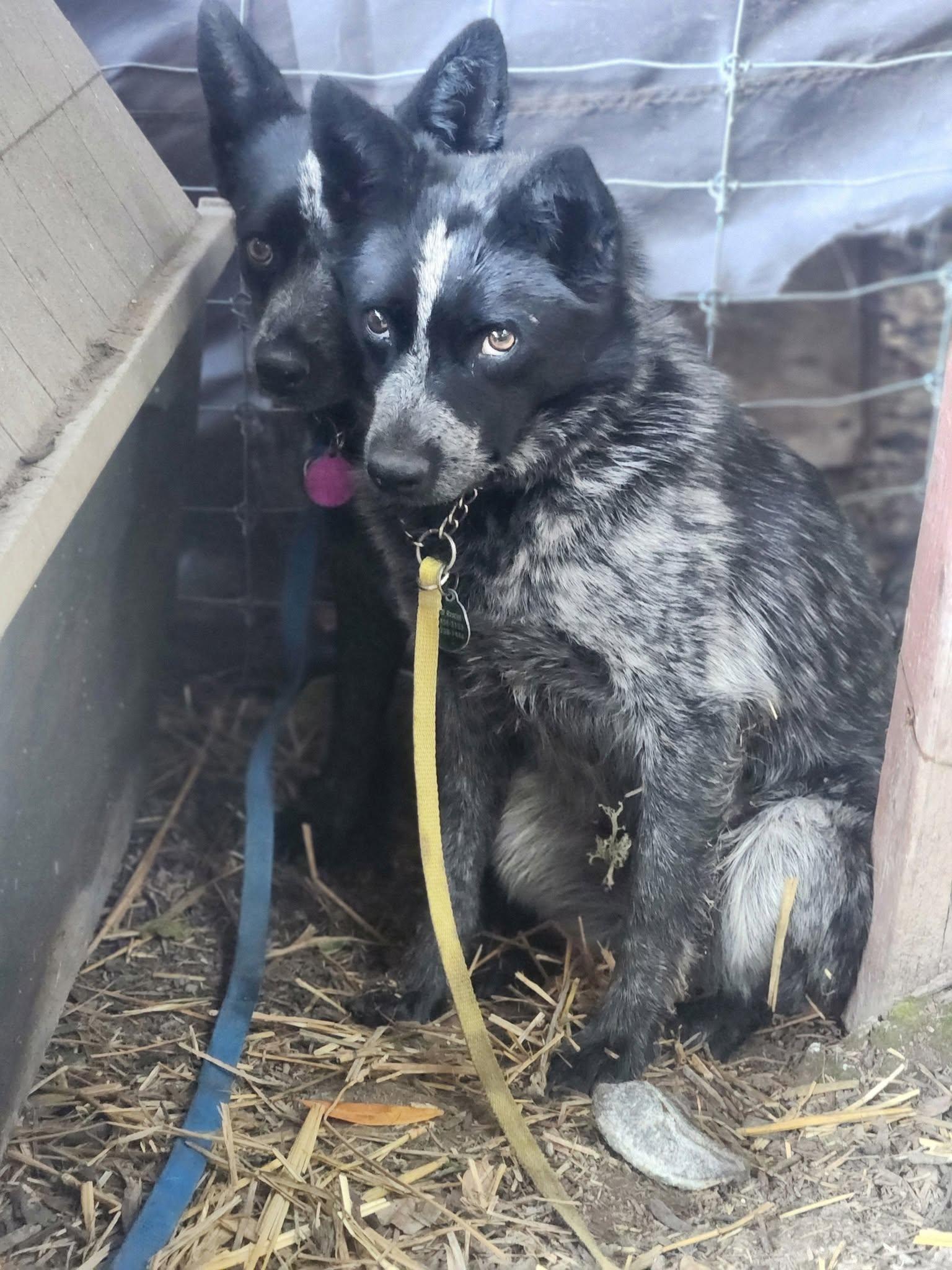 Garbo, a Adoptable Australian Cattle Dog / Blue Heeler in Paso Robles, CA image 3/3