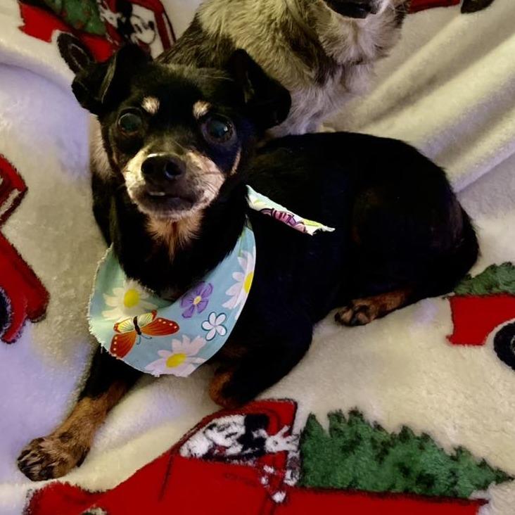 Kira, Adoptable, Senior Female Chihuahua & Miniature Pinscher.