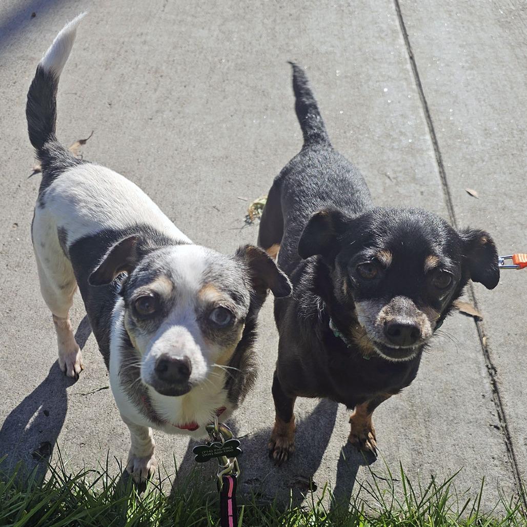 Kira, a Adoptable mixed breed in Apple Valley, CA image 2/6