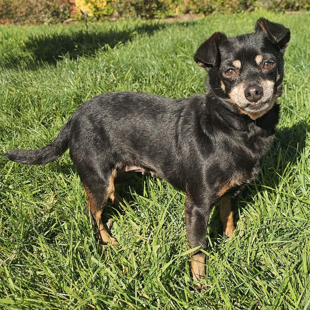 Kira, a Adoptable mixed breed in Apple Valley, CA image 3/6