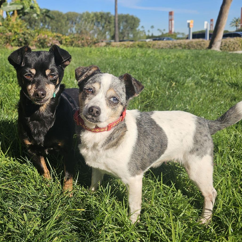 Kira, a Adoptable mixed breed in Apple Valley, CA image 6/6