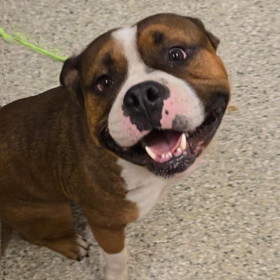 Enlarge Buford, a Adopted mixed breed in Cedar Rapids, IA image 1/5