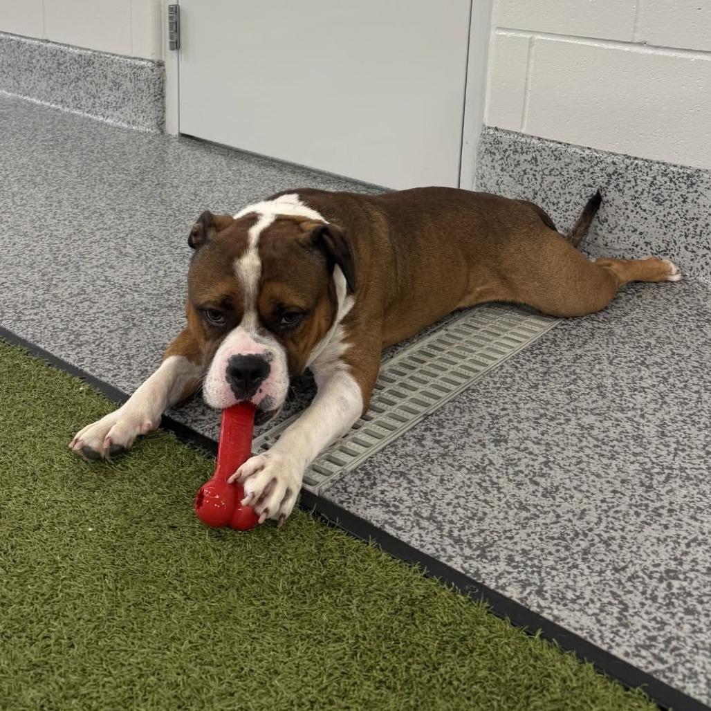 Enlarge Buford, a Adopted mixed breed in Cedar Rapids, IA image 2/5