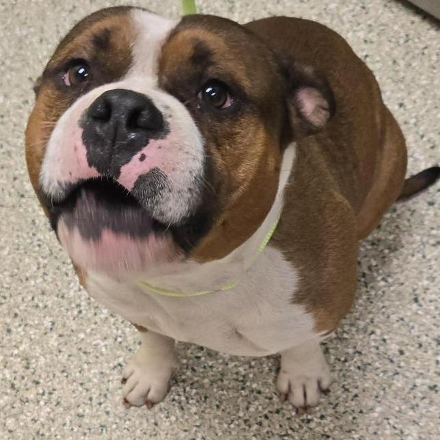 Enlarge Buford, a Adopted mixed breed in Cedar Rapids, IA image 3/5
