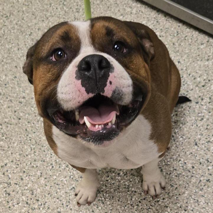 Enlarge Buford, a Adopted mixed breed in Cedar Rapids, IA image 4/5