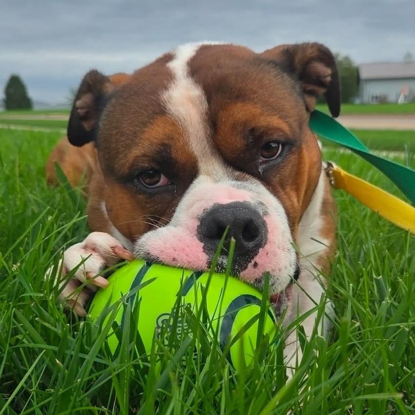 Enlarge Buford, a Adopted mixed breed in Cedar Rapids, IA image 5/5
