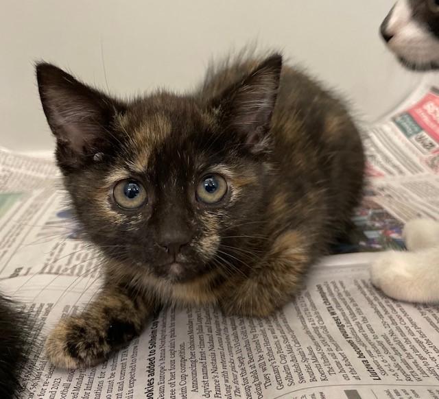 Enlarge Box, a ADOPTABLE Domestic Short Hair in Stafford, VA image 1/1