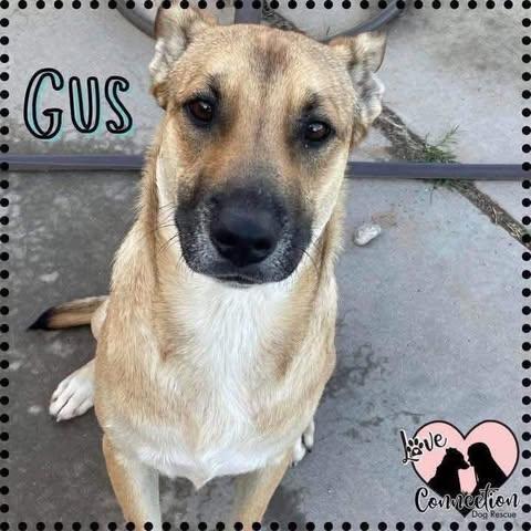 Enlarge Gus, a ADOPTABLE mixed breed in Gilbert, AZ image 2/2