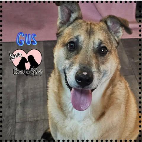 Gus, ADOPTABLE, Young Male Australian Cattle Dog / Blue Heeler.