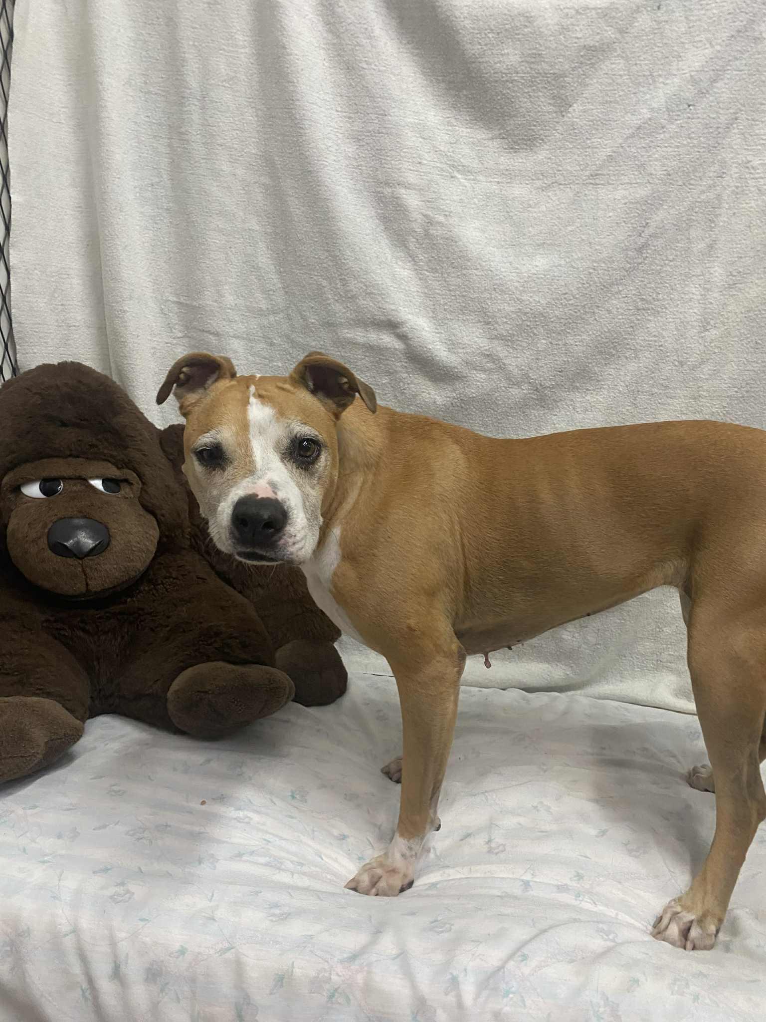 AUTUMN, Adoptable, Senior Female Pit Bull Terrier.