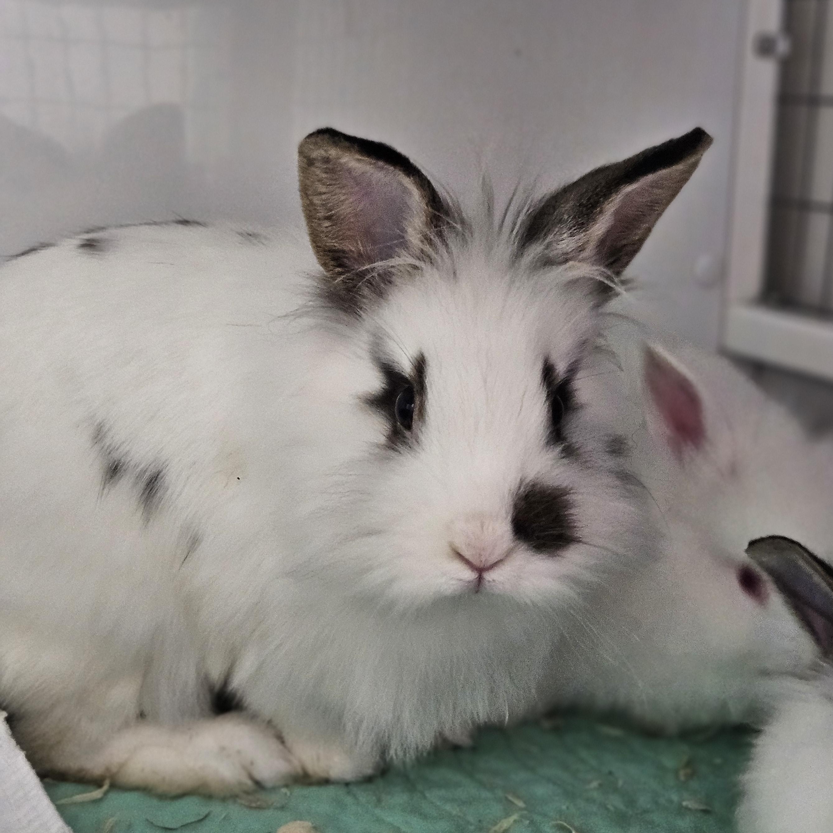 Phyllis, an adopted Lionhead in Medfield, MA image 1/2