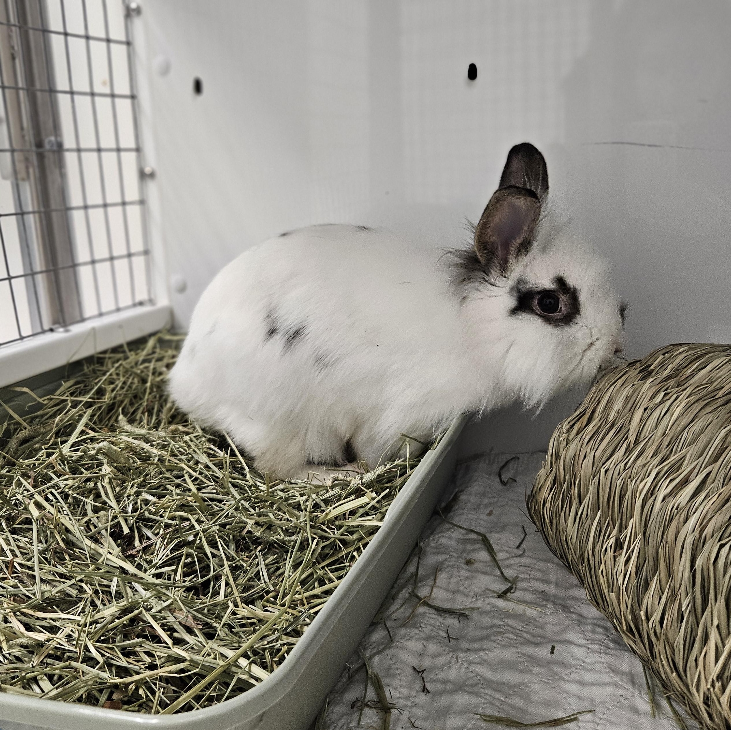 Phyllis, an adopted Lionhead in Medfield, MA image 2/2