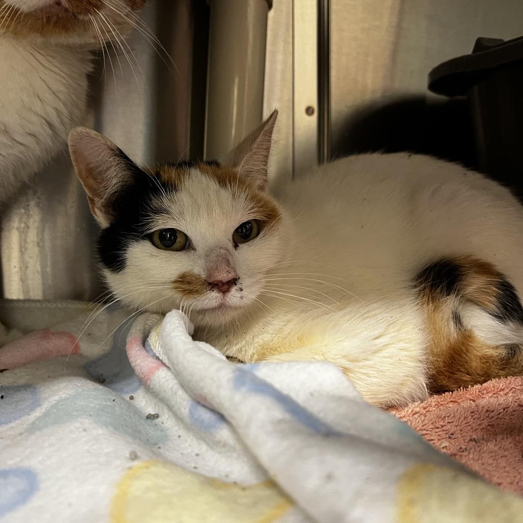 Willa, Adoptable, Adult Female Domestic Short Hair.