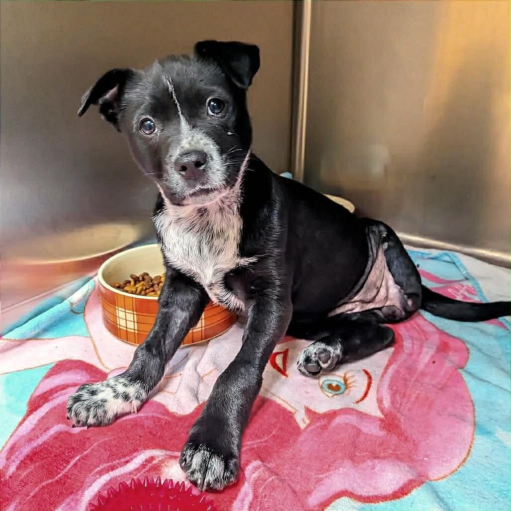 Dailey, Adoptable, Puppy Female Australian Cattle Dog / Blue Heeler.