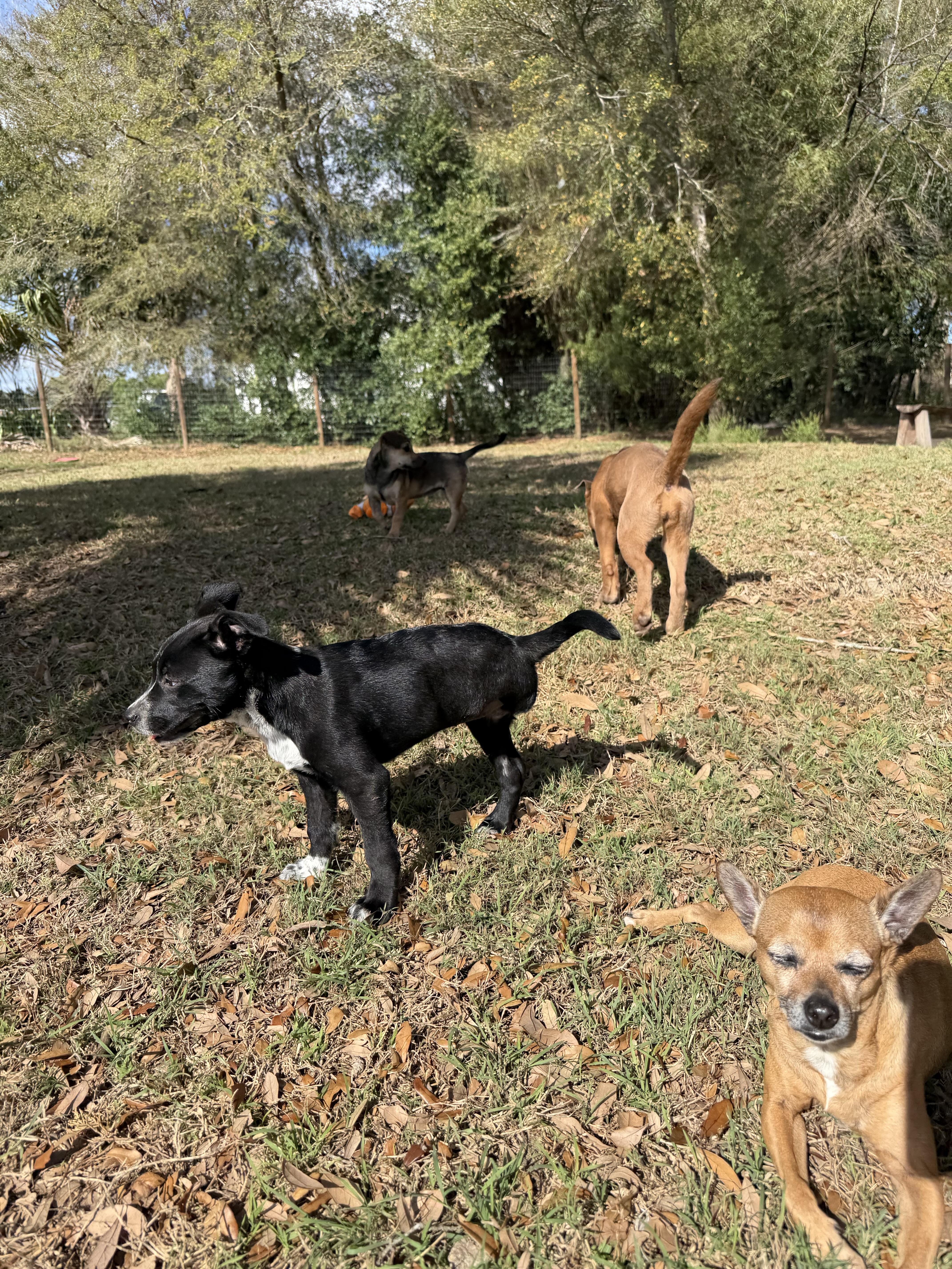 Dailey, Adoptable, Puppy Female Australian Cattle Dog / Blue Heeler.