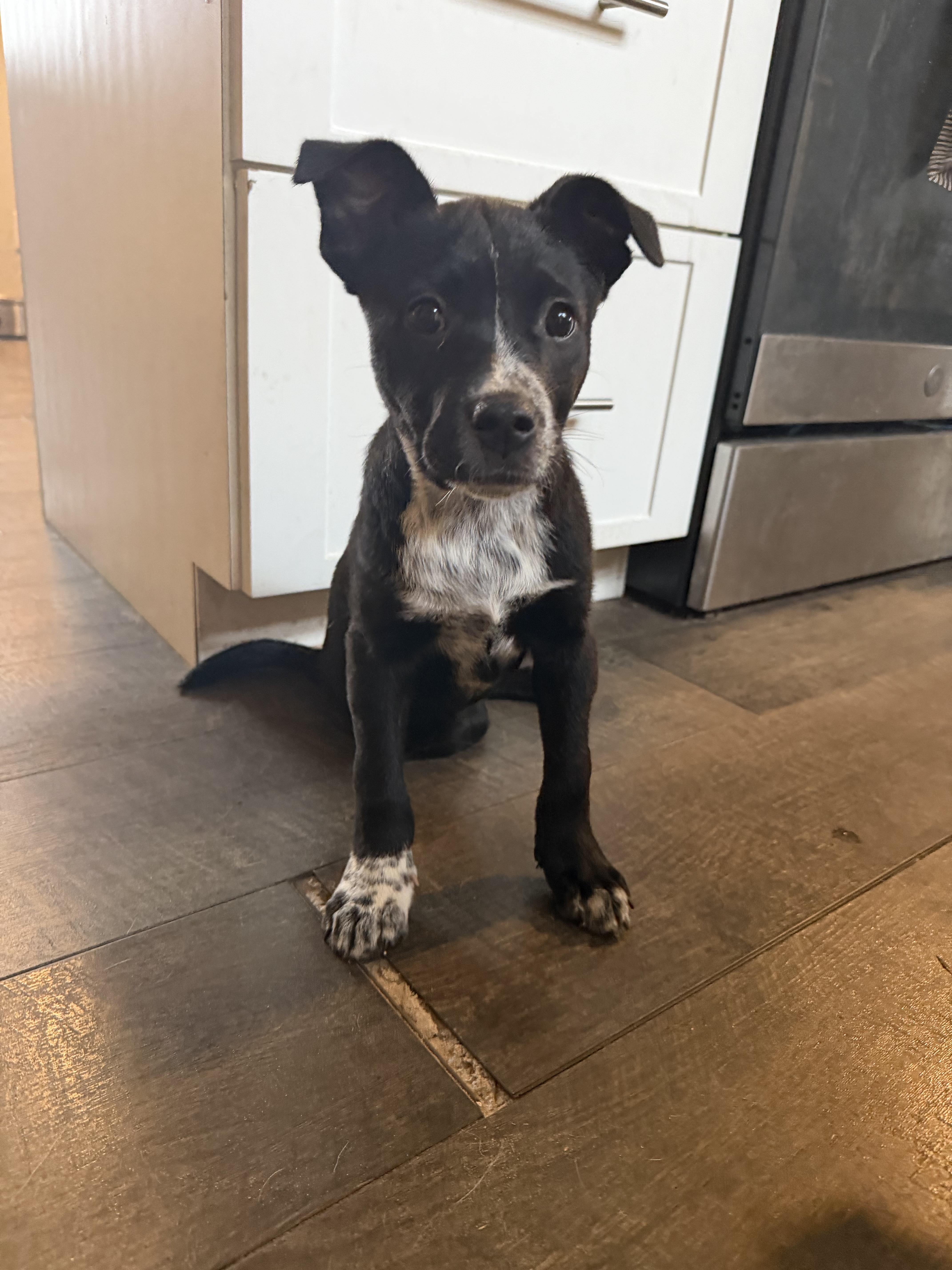 Enlarge Dailey, a Adoptable mixed breed in Bradenton, FL image 3/6