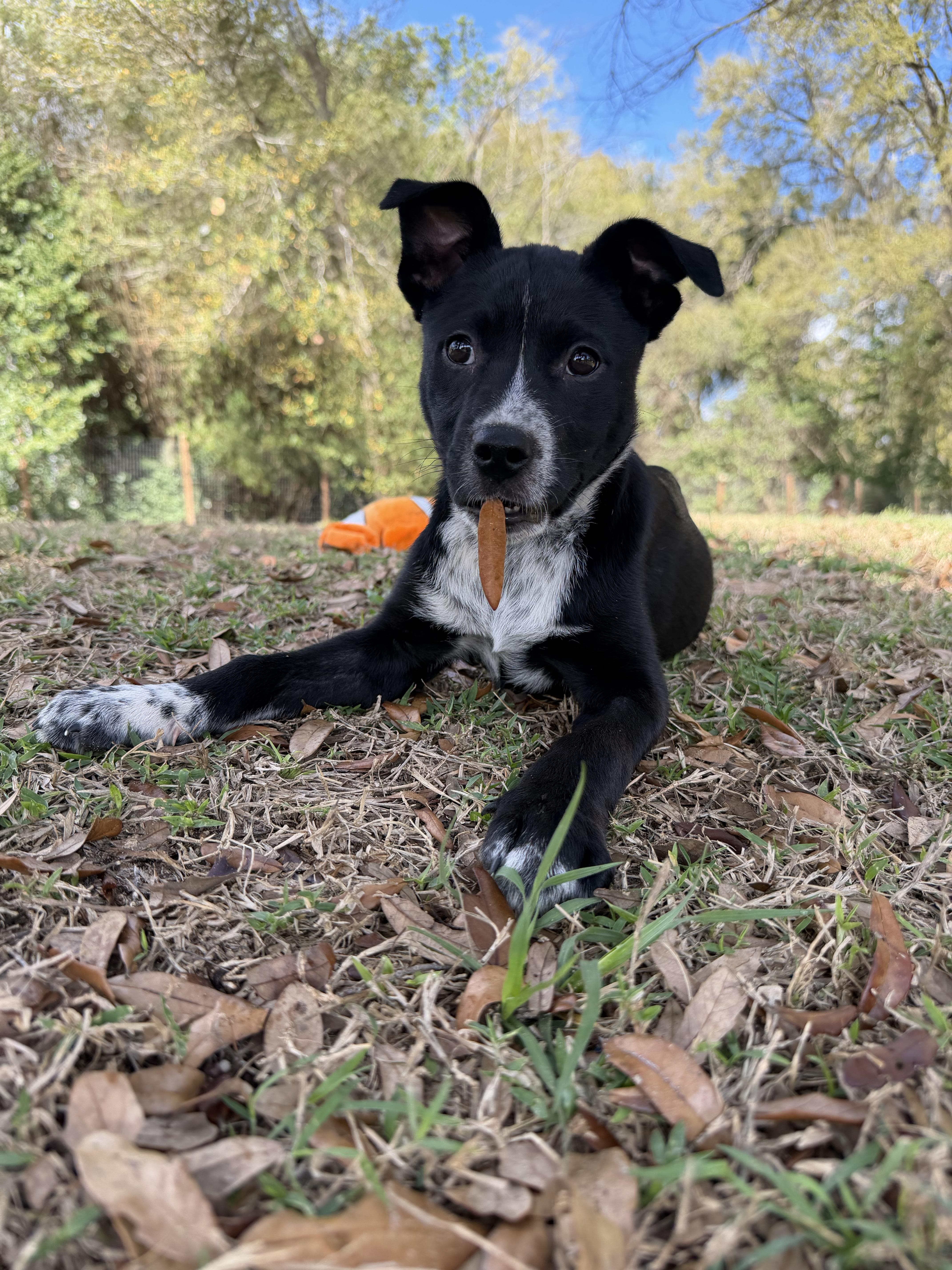 Dailey, a Adoptable mixed breed in Bradenton, FL image 3/6