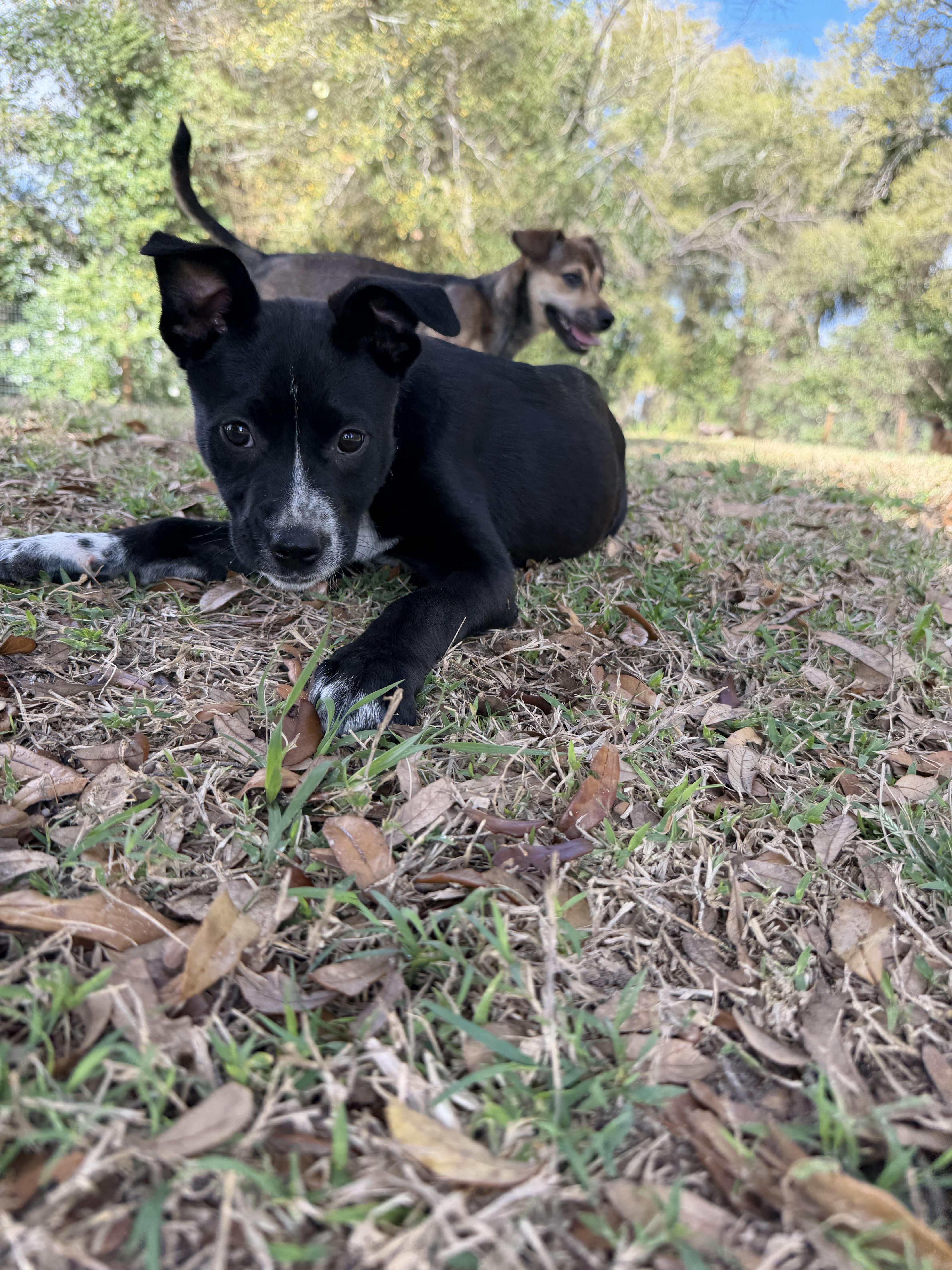 Enlarge Dailey, a Adoptable mixed breed in Bradenton, FL image 5/6