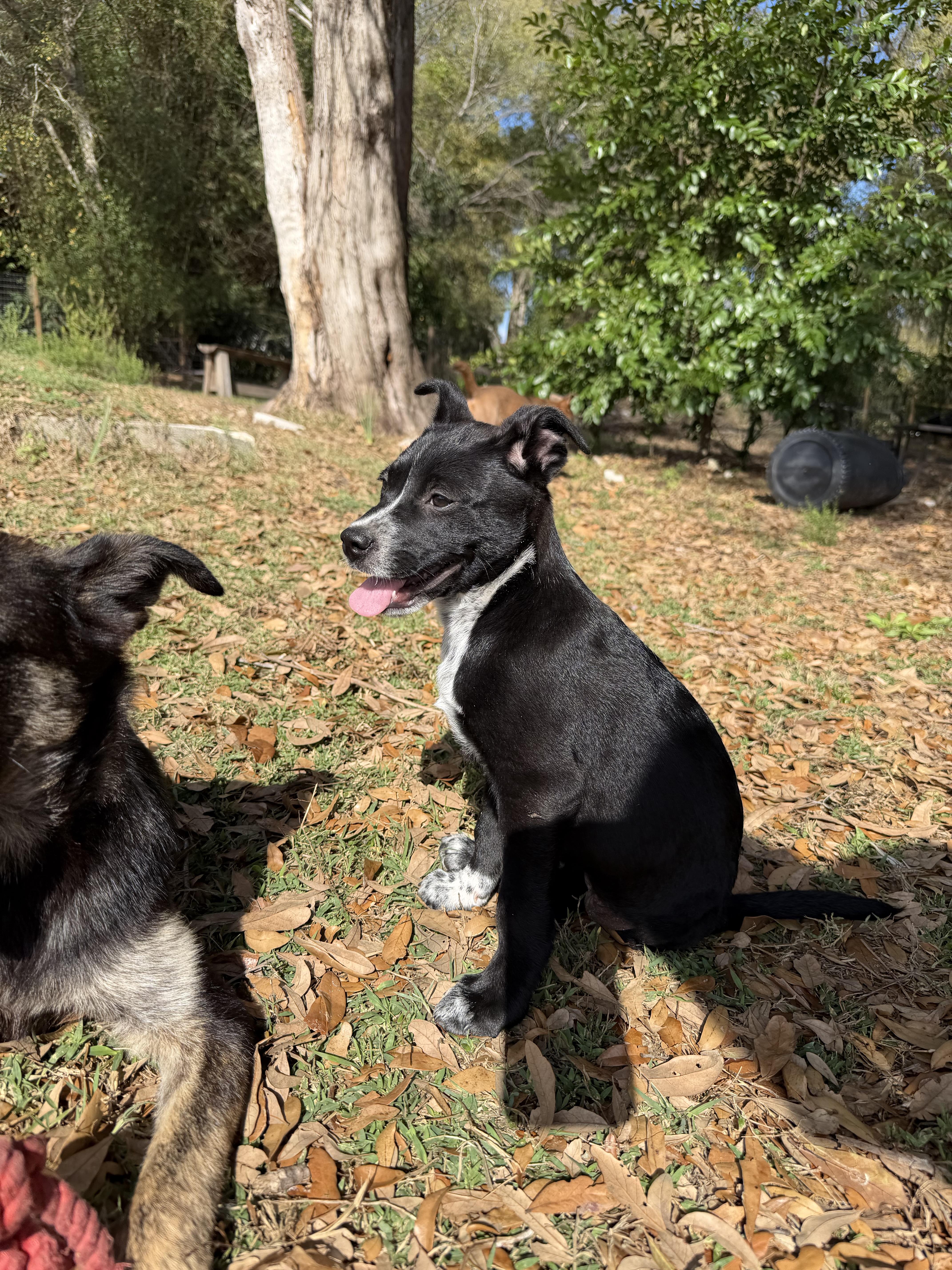Enlarge Dailey, a Adoptable mixed breed in Bradenton, FL image 6/6